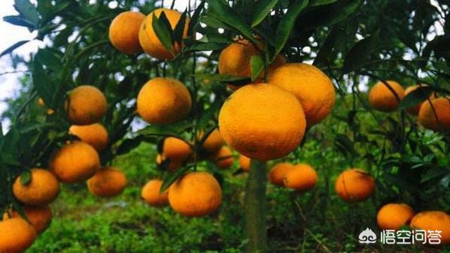 果农问：柑橘树上什么肥料好？2