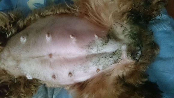 泰迪狗羊水破了还要多久能生宝宝(羊水破了最多能撑几小时可以生)