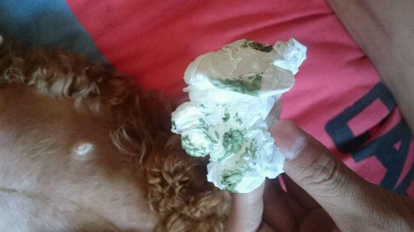 泰迪狗羊水破了还要多久能生宝宝(羊水破了最多能撑几小时可以生)