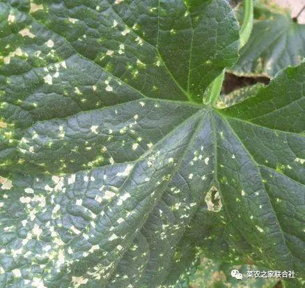 细菌性药剂那个好，18款农药详细介绍