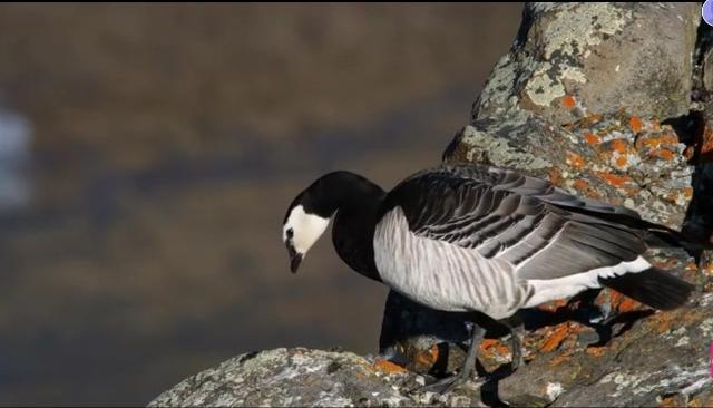 藤壶鹅为什么跳崖(藤壶鹅跳崖摔不死吗)_巧兔教学