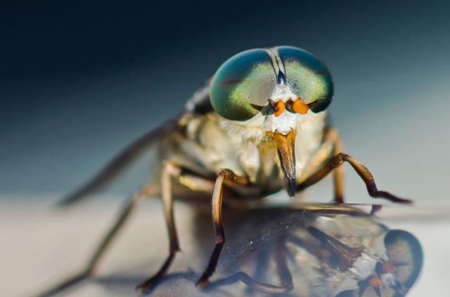 牛虻是什么牛虻吸血