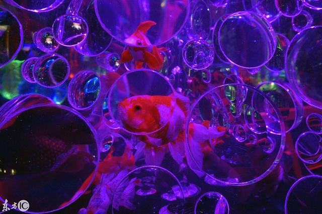 水族工程展