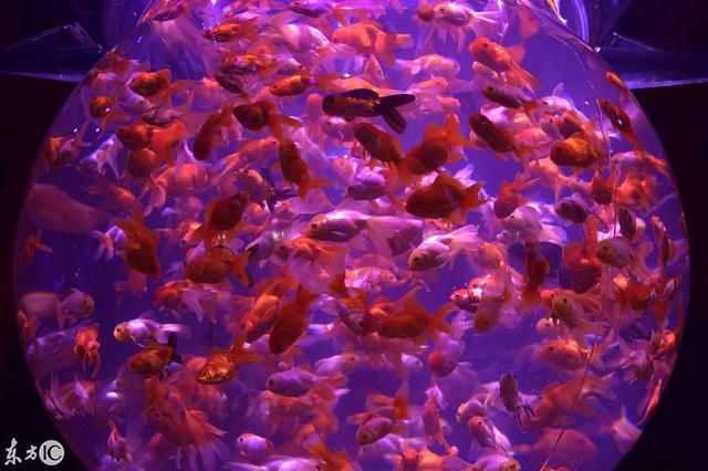 水族工程展