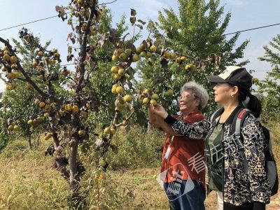 密云“贡梨之乡”邀市民采摘尝鲜感受当地发展2