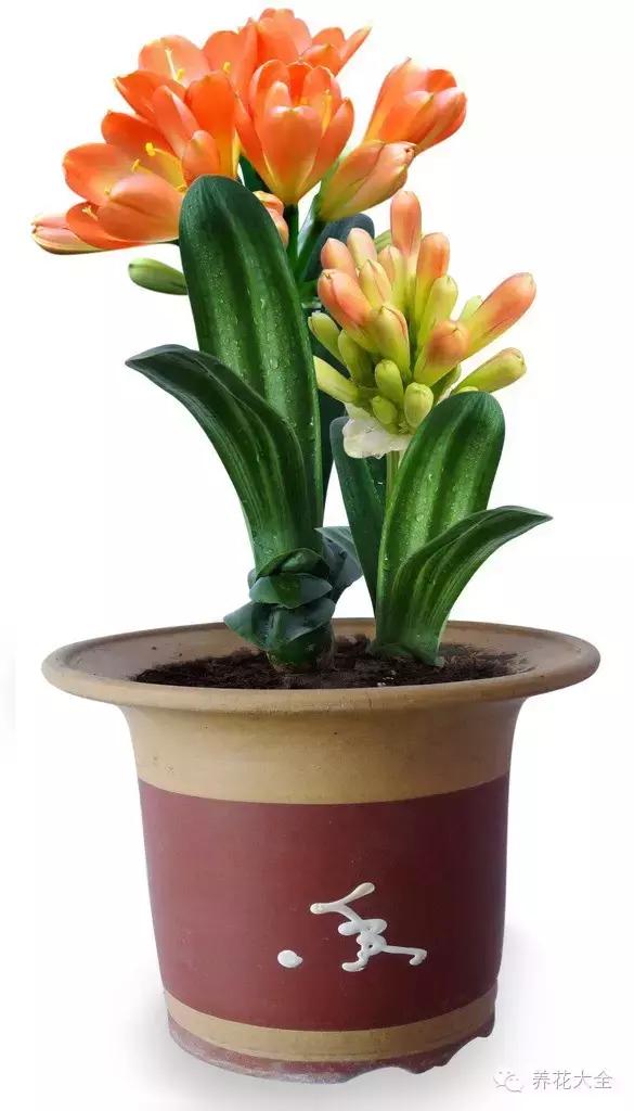 10种适合在办公室养的花 办公室植物摆放参考图