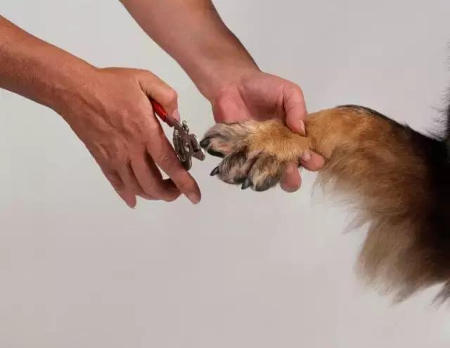 狗狗腿上指甲怎么剪正确(狗狗脚甲太长怎么剪)-艾拉养犬