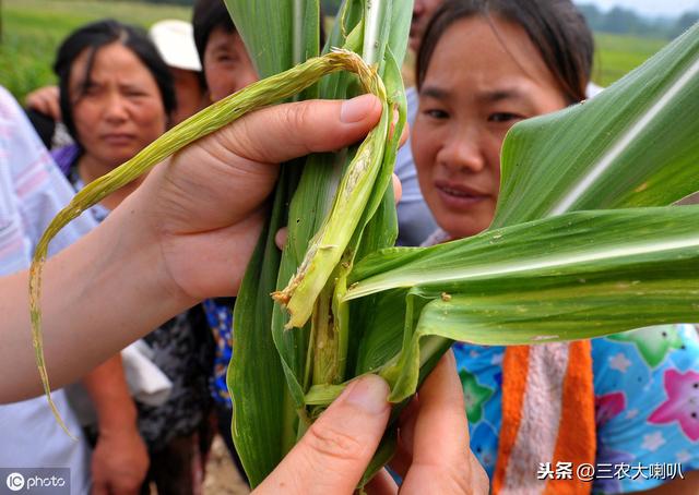 玉米、大豆、花生用什么控旺剂？用量多少？农民朋友要知道