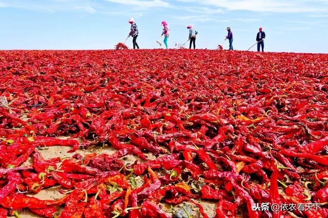 辣椒烟青虫难防难治，把握2个关键节点，掌握具体防治方法解决它12