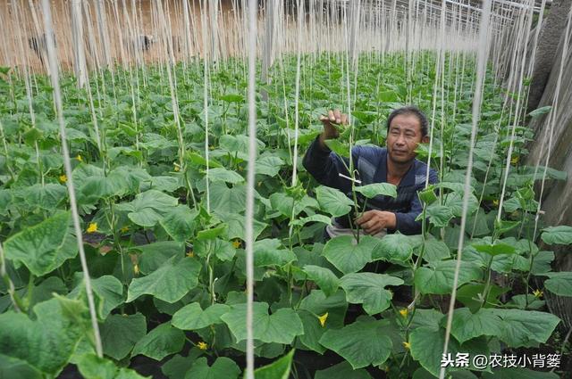 蔬菜作物容易发生茶黄螨，巧妙防治才能保证后期优收和高产3