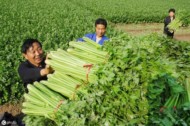 芹菜的四大“杀手”，老农民总结发病症状和防治方法2