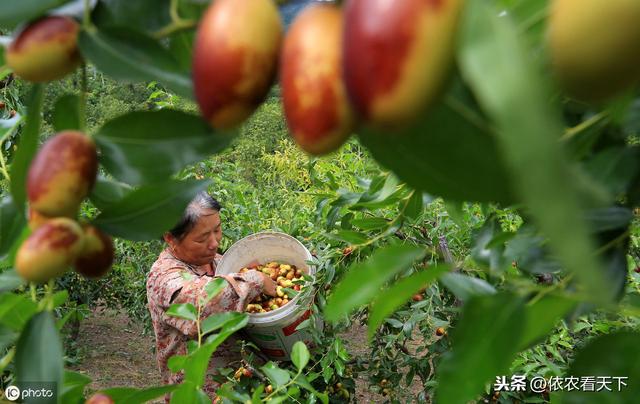 枣树绝症“枣疯病”，别再找特效药，这种病只能这样防治5