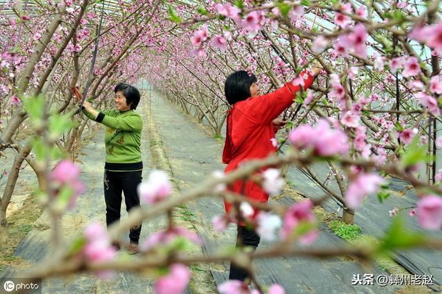 桃树高产的关键：锄一次草，剪两次枝，浇三次水，施四次肥2