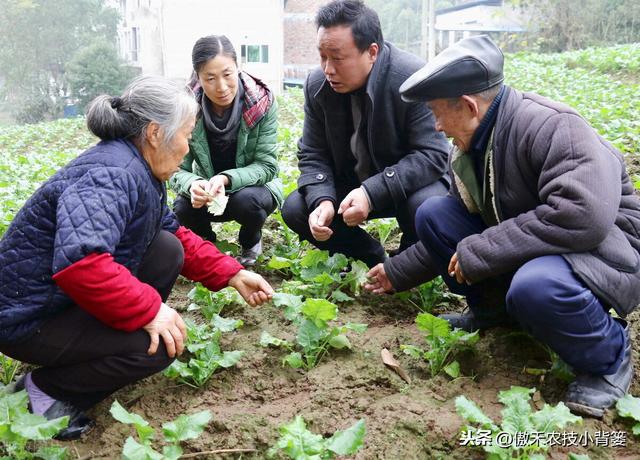 氨基寡糖素：促长壮棵+防治病虫害，作物浸种、灌根、喷施都能用3