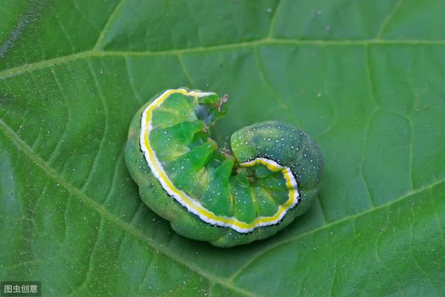 如何防治蔬菜夜蛾类害虫？茚虫威——高效持久、低毒低残留4