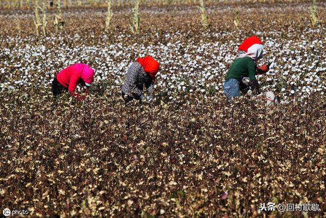 发挥催熟剂在棉花上，应用效果最佳的几个必备条件，你知道么？3