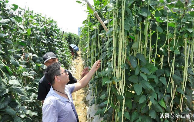 豆角的4大生长期特征与需肥特点及5大缺素症状识别11