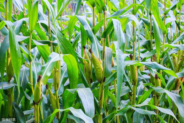 高温多雨季节，玉米纹枯病已经开始出现，科学防治才能保证丰收