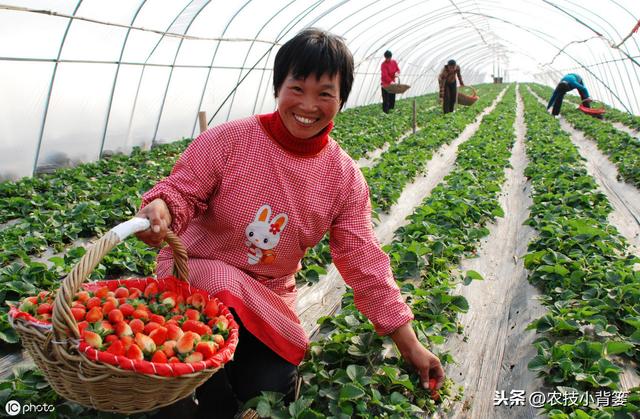 八九月份定植草莓刚刚好，这样栽种管理，缓苗成活率高不少5