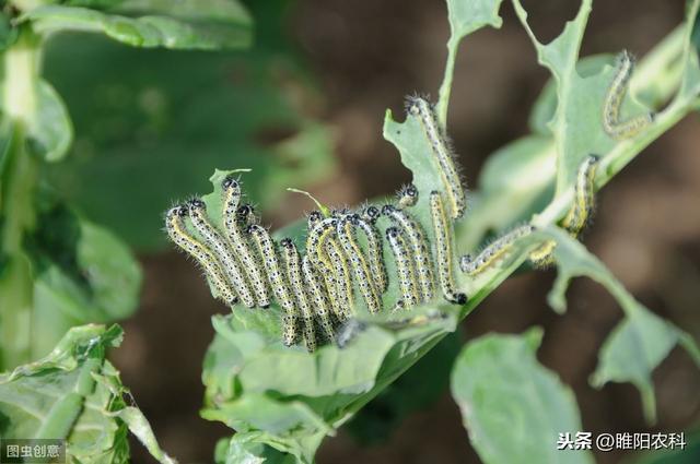 这个新药几分钟杀死害虫，专杀甜菜夜蛾、棉铃虫等几十种抗性害虫