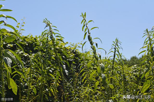 芝麻苗期死亡，农民是怎么处理的？其实，芝麻种植管理主要在苗期