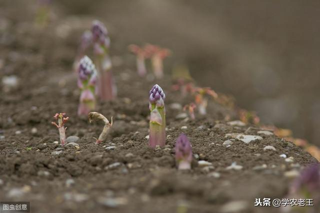 芦笋是什么（芦笋是什么季节的蔬菜）