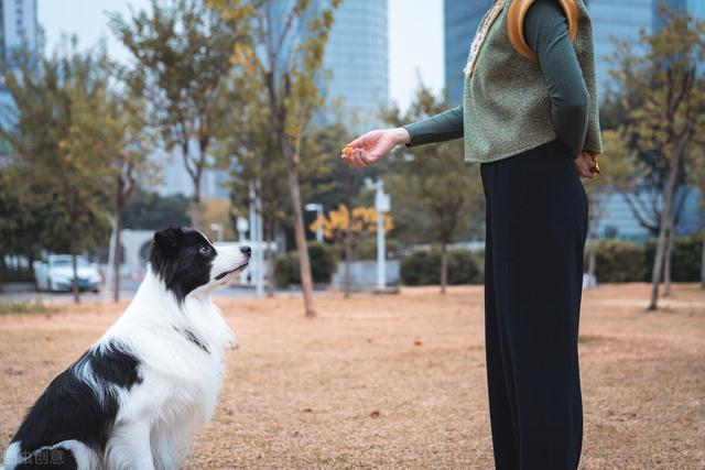 边境牧羊犬训练教程