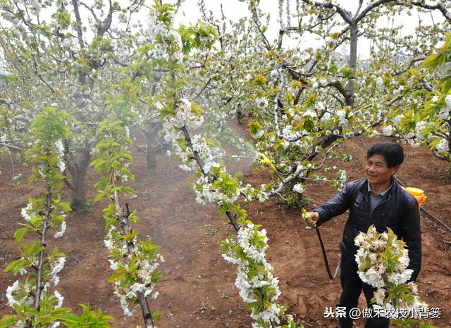 芸苔素内酯虽然好，但更要知道它好在哪、怎么选、怎么用才更好7