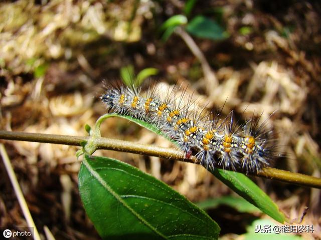 这个新药专杀甜菜夜蛾、棉铃虫等大龄抗性，杀虫只需几分钟5