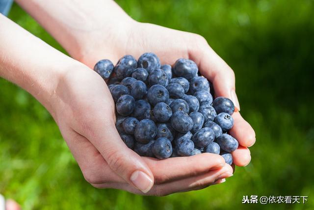 蓝莓要想产量好，花果期种植细节很重要，4大管理要点供参考