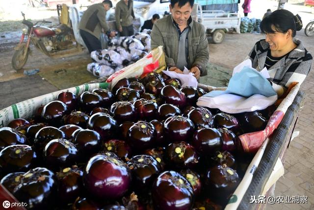 茄子设施种植中常见的4类虫害为害症状、特点及防治措施介绍