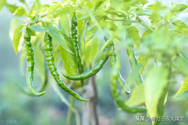 磷酸二氢钾用了两三遍，辣椒还是个头小膨大慢，这几件事肯定没做4