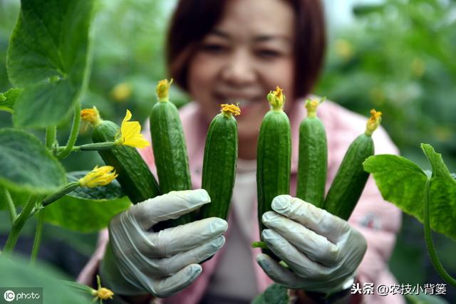 蔓枯病造成瓜果蔬菜死棵、烂果、又减产，这些防治方法要牢记！4