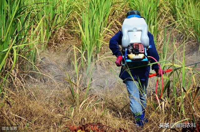 最强的除草剂，专杀竹子、树木等各种藤本、灌木、木本等各种树木1