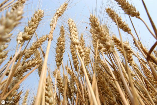冬小麦产量高不高？关键看控旺措施，严重影响产量与品质