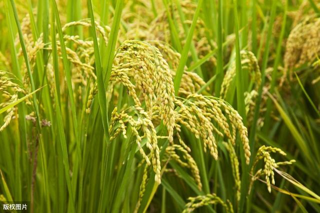 水稻“生理性病”害发病症状与防治措施，做好防治农民增产增收