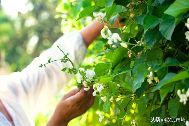 大棚芸豆冬春茬栽培技术，产量高不高！这几步很关键6