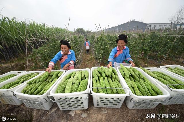 如何对付蔬菜农药残留量多？教你五个方法，试试有没有效果2