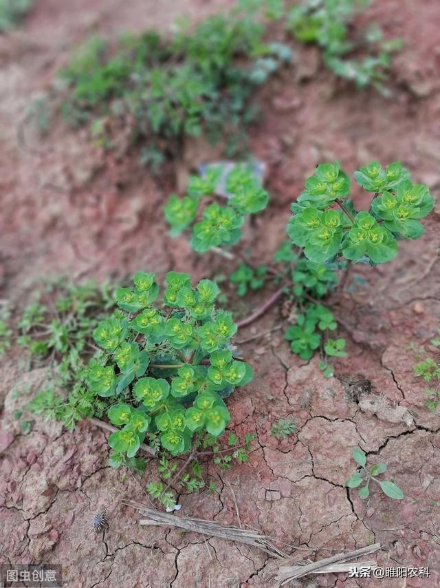 最好的麦田除草剂，死草快，不反弹，价格还便宜4