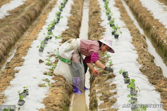 大棚冬瓜种植，技术掌握好，比别人多收300元！（实用）7