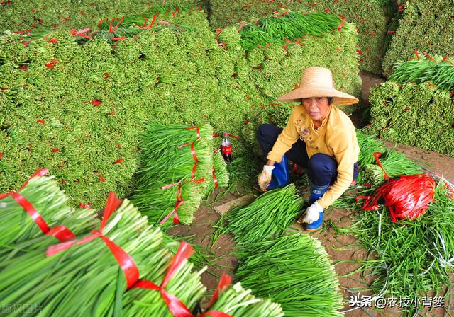 地里的韭菜经常黄叶干尖怎么办？8种常见原因和解决方法要知道12