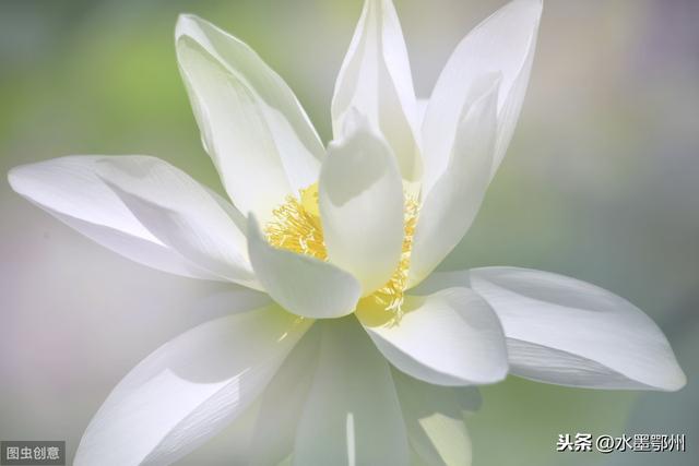 百合花种植技术