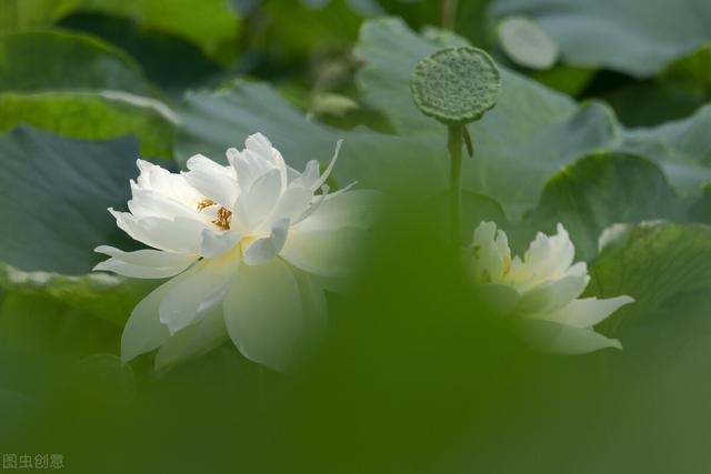 莲花几月开