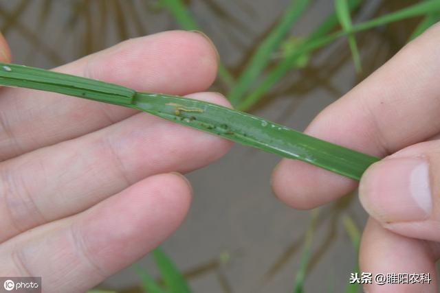 这个新药专杀甜菜夜蛾、棉铃虫等大龄抗性，杀虫只需几分钟