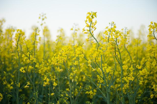 油菜花种植方法，这样做有益于提高产量，你知道吗