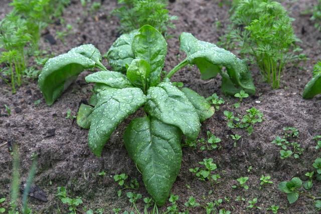 种植菠菜，防治霜霉病，需要做好这几点5