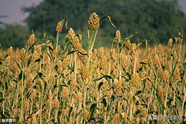 高粱种植管理及病虫害防治技术，学会以下几点，好好收藏哦6