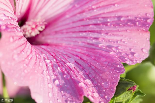 花葵 花葵「花葵花」 生活