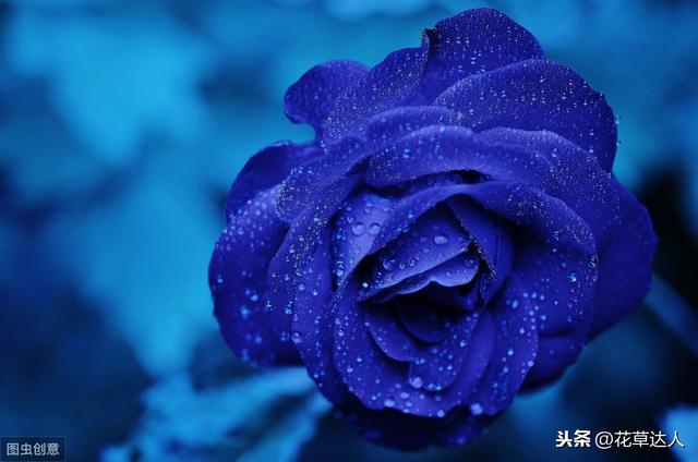 蓝色妖姬的花语是什么