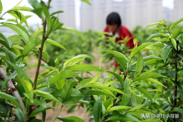 桃树流胶病年年发生、年年难防治，学会这些方法立体有效防治！5